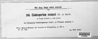 Cladosporium exoasci image